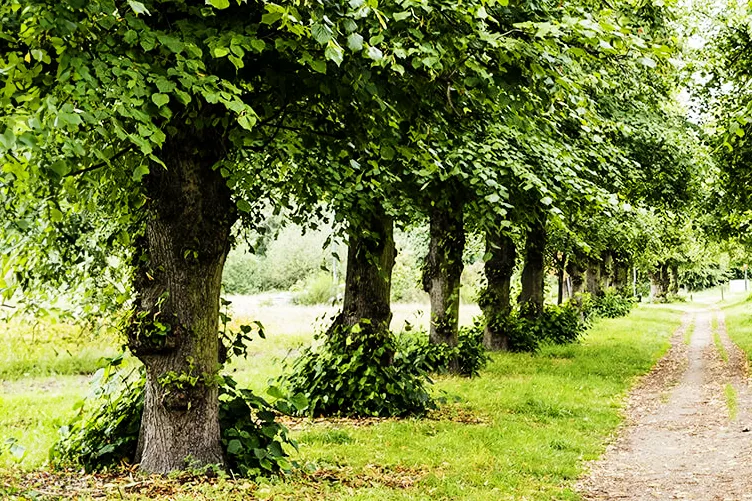 Information About Wimbledon Common
